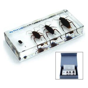 LF-1610 성장표본바퀴벌레 곤충표본 과학공부 유아용 과학완구 과학 나비표본 과학용품 표본벌레