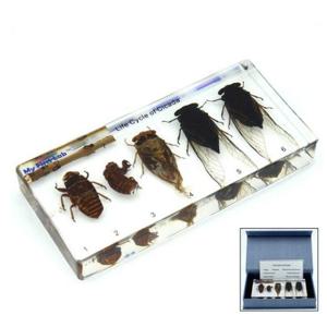 LF-1609 성장표본매미 곤충표본 과학공부 유아용 과 벌레표본 과학완구 과학용품 표본벌레