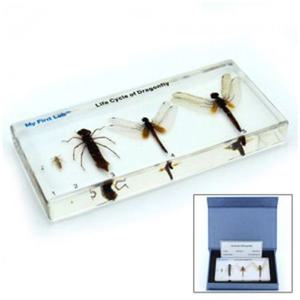 LF-1607 성장표본잠자리 광학생물 초등 실험교구 과학상자 과학교구 과학놀이 과학실험 과학도구 교구 교구재료 과학교구모형 교육교구 교육교재 과학교육 완구용품