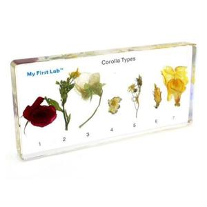 [생활] 프리미어 과학실험 표본꽃부리 화관 LF-2103