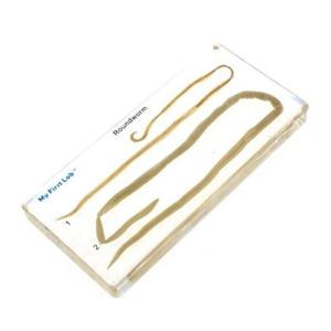 [생활] 프리미어 곤충학습 표본기생회충 LF-1104