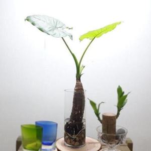 거실화분 알로카시아 수경재배 둥근유리화병포함