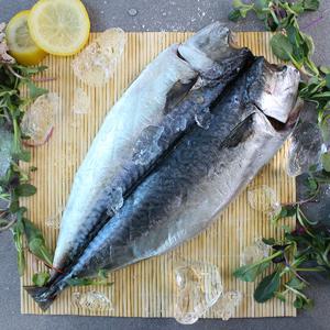 여수 반건조 고등어 5마리