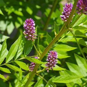 야생화씨 재래종 야생화 꽃씨 종자 감초 감초몰 씨앗 500립