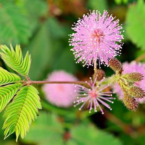 종묘사 꽃씨앗 야생화 꽃씨 종자 신경초 미모사 키우기 50립