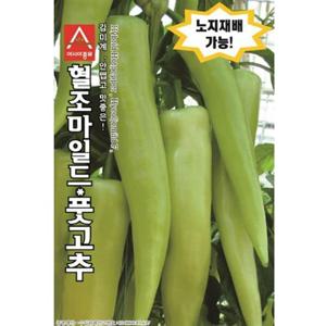 고추씨앗 혈조마일드 10립 종자 씨앗