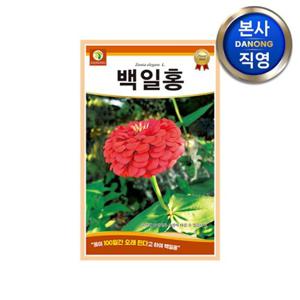 백일홍 씨앗 150립 . 백일초 조경 정원 꽃밭 관상용 야생화 꾸미기 꽃씨 종자.