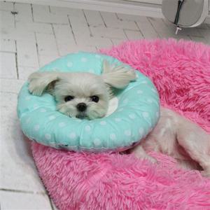 넥칼라 노르딕 쿠션넥카라 XS 최소