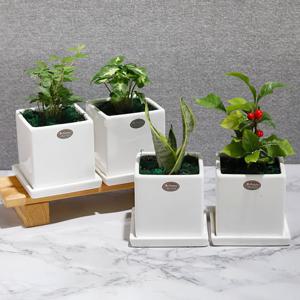 가꾸지오 공기정화식물 사각화이트화분4p세트