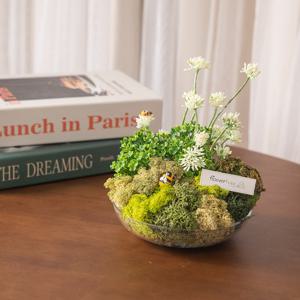 스칸디아모스 공기정화식물 센터피스 오스테리 수반 set 17cm 인테리어 천연 이끼 장식