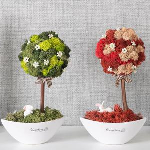 스칸디아모스 공기정화식물 센터피스 반달나무 수반 Aset 24cm 2컬러 인테리어 천연