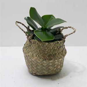 크루시야(소) 키우기쉬운식물 해초바구니 실내화분