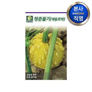 색동 호박 (청춘돌기) 씨앗 100립 . 야채 채소 텃밭 파종 재배 씨 종자.