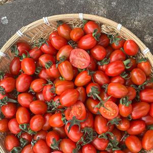 국내산 대추 방울토마토 로얄과 1kg