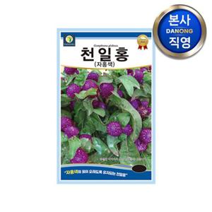 자홍색 천일홍 씨앗 100립 . 천일초 천금홍 야생화 꽃씨 텃밭 종자.