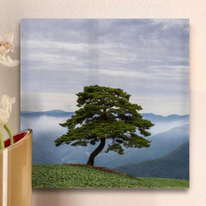 아트박스/꾸밈 cr286-아크릴액자_건강과장수의상징소나무(중형)