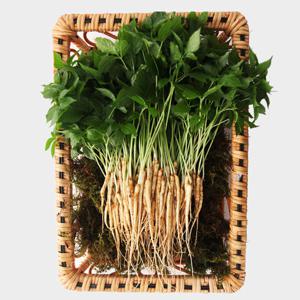 [생산자/산지직송] 이선호님의 새싹삼 30뿌리(15cm내외)