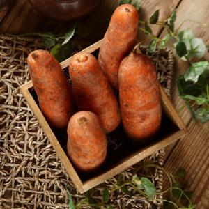 제구 구좌 햇 흙당근 5kg(왕) 국내산 당근