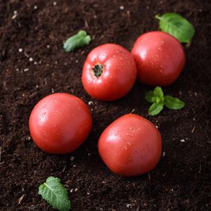 산지직송 정품 완숙 토마토 2.5kg (소과/4-5번과)