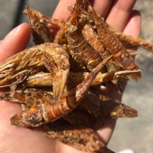 상급 국산 먹새우 500g 흑새우 보리새우 육수 건새우