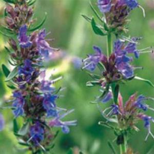 히솝 꽃 야생화 허브 품종 꽃씨 종자 씨 씨앗 200립