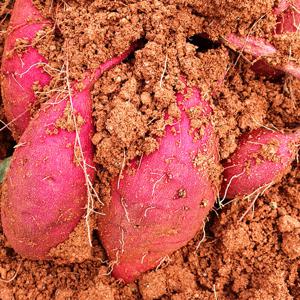 해남고구마 꿀고구마 10kg 특상 / 호박고구마 밤고구마 산지직송