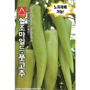 아시아종묘 씨앗 고추 혈조마일드 10립