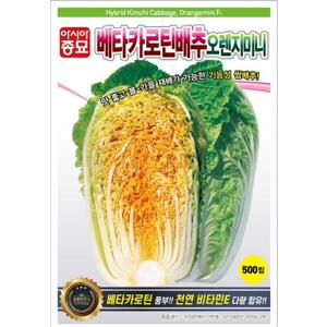 아시아종묘 씨앗 배추 베타카로틴배추 오렌지미니 100립