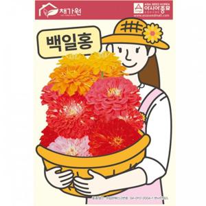 아시아종묘 씨앗 꽃 백일홍 200립