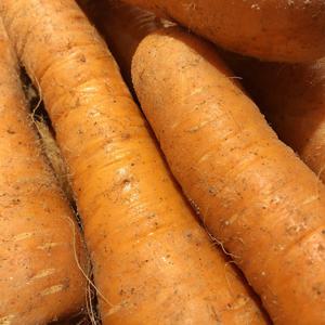 [농협] 국내산 흙당근 5kg(상품)