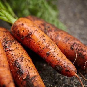 농장직송 신선한 당근 5kg (왕)