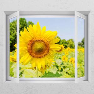 아트박스/꾸밈 ch236-해바라기꽃_창문그림액자
