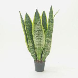 산세베리아 산세베리아(중) 실내공기정화식물 집들이선물