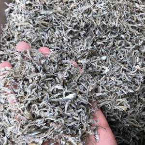 알뜰형 지리멸치 1.5kg 세멸치 볶음멸치 잔멸치 멸치