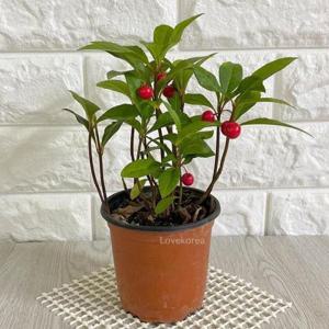 천냥금열매 천냥금(소) 실내공기정화식물 빨간열매나무