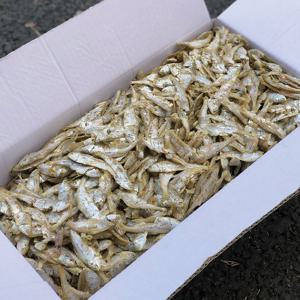 국산 고노리 1.5kg 국물멸치 햇멸치 밴댕이 멸치