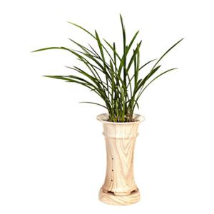 [젠틀맨플라워] 개업화분 동양란 철골소심 전국꽃배달