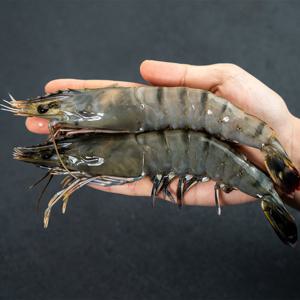 블랙타이거새우 500g 12미