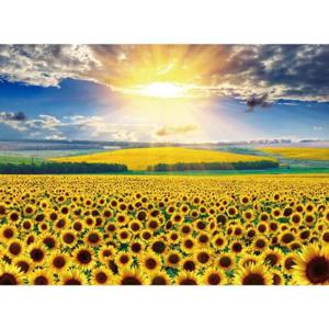 풍경 500피스퍼즐 금빛 해바라기 챔버아트 CA5158
