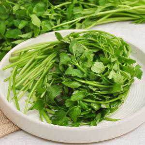 [산지직송] 정종범님의 무농약 청도 한재 미나리 1kg