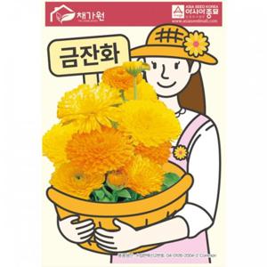 아시아종묘 씨앗 꽃 금잔화 500립