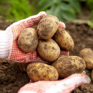 [밋앤밀] 국내산 노지 감자 중소 3kg