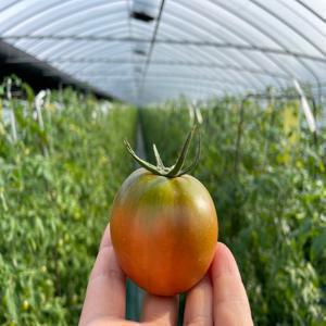 [밋앤밀] 산지직송 대저 짭짤이 토마토 로얄과 1kg(S-3S/8-15과 내외)