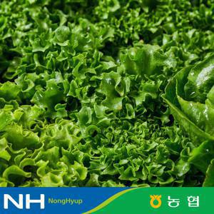 [동김제농협] 유러피안샐러드 4종 1kg 대용량 야채믹스 채소믹스