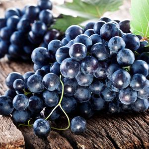 씨없는 고당도 세이블 블랙포도 3kg