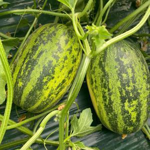 [밋앤밀] 고령 산지직송 40년 전통 순수 품종 파파야 메론 5kg(7-13과)