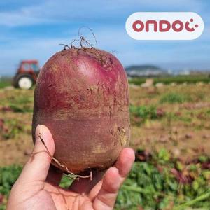 갤러리아_[온도씨]제주 레드비트 5kg (특)