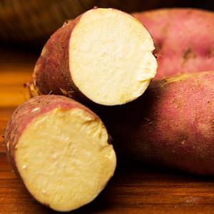 [팜쿡] 황토 햇 꿀 밤고구마 (소) 5kg (개당70-100g)