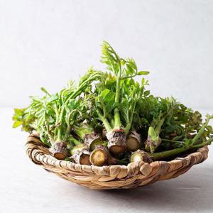 갤러리아_[더조은] 당일수확 고흥 참두릅 500g