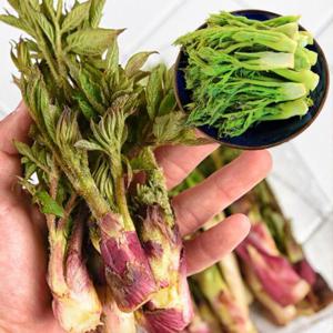 포미식탁 강원도 땅두릅(백미향) 500g